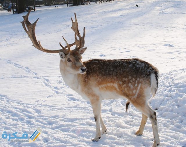 Reindeer-640x504.jpg